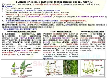 Споровые растения отдел моховидные 7 класс биология