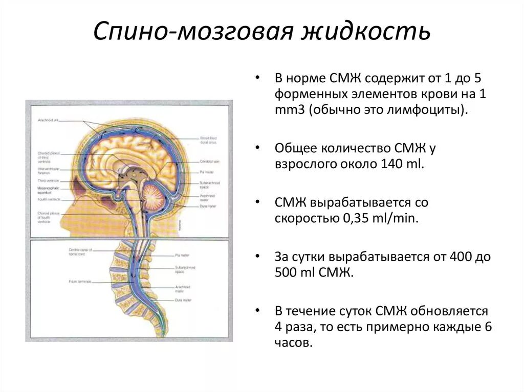 Вопросы по головному мозгу. Циркуляция ликвора в спинном мозге. Ликвор спинномозговая жидкость. Ликворная система головного мозга анатомия. Функции спинномозговой жидкости спинного мозга.