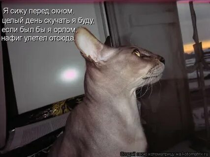 Сижу перед тобой