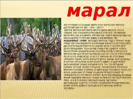 Марал слово