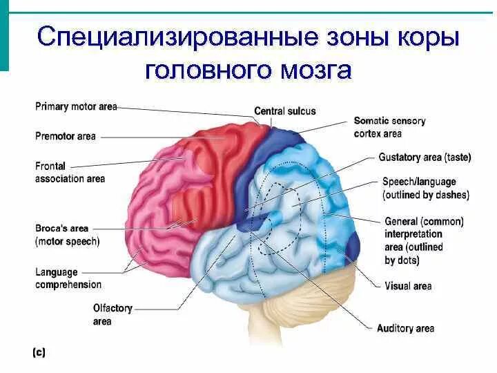 Зоны головного мозга. Зоны коры. Зоны коры головного мозга за что отвечают. Зоны ответственности головного мозга. 5 зон мозга