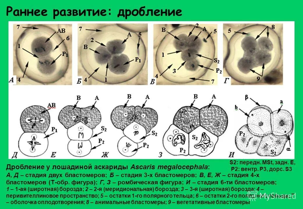кто размножается митозом. размножение митозом примеры. чем отличается дробление от митотического деления клетки. отличие дробления от деления клеток. дробление митоз.