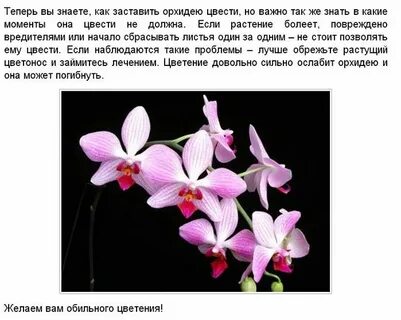 Значение орхидеи на языке цветов