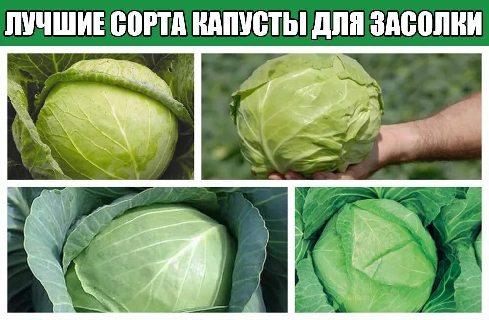 Какая капуста лучшая для хранения