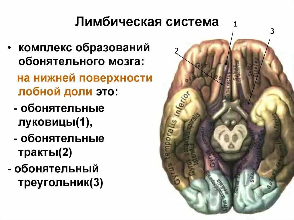 Обонятельный мозг. Обонятельный тракт головного мозга. Обонятельные луковицы головного мозга анатомия. Конечный мозг строение обонятельный мозг. Обонятельный треугольник мозга.