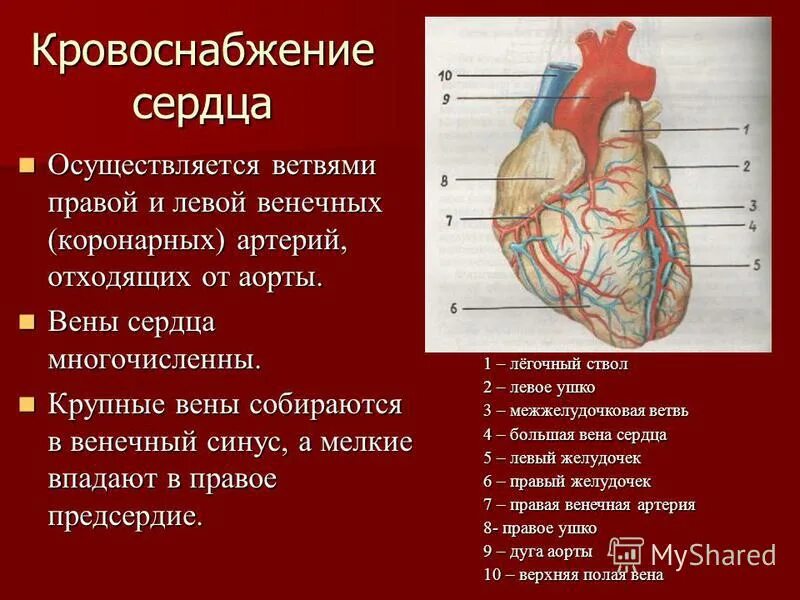 Кровообращение сердца 8 класс