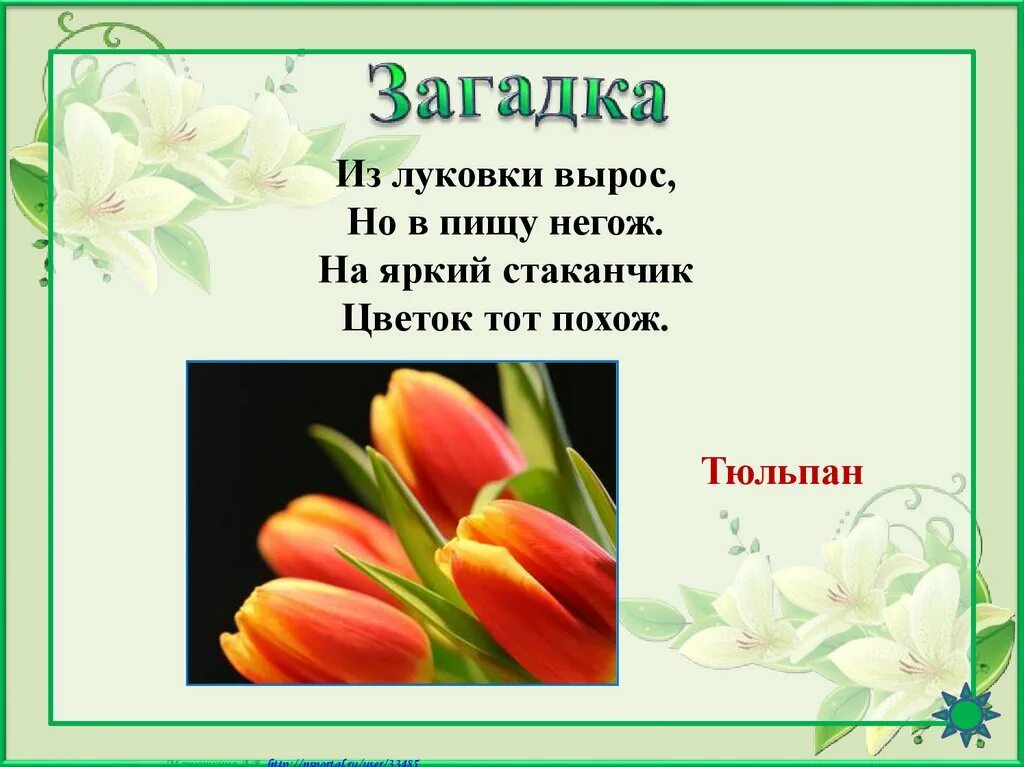 Загадка про тюльпан. Загадки к 8 марту. Стихи про тюльпаны.