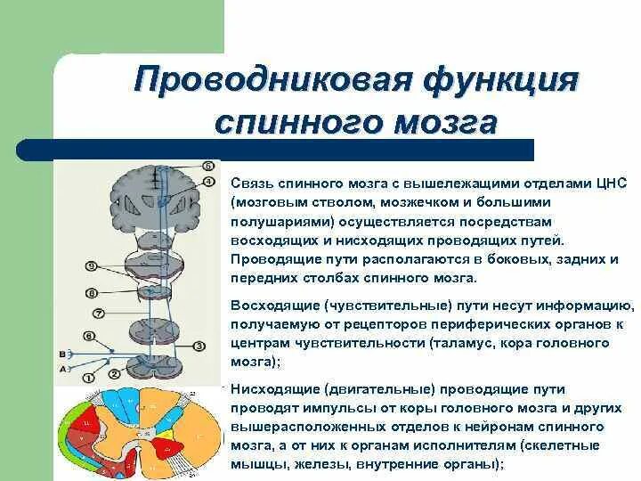 Функции спинномозгового мозга. Проводниковая функция спинного мозга. Проводниковая функция спинного. Проводниковая функция спинного мозга осуществляется. Функции отделов ЦНС спинной мозг.