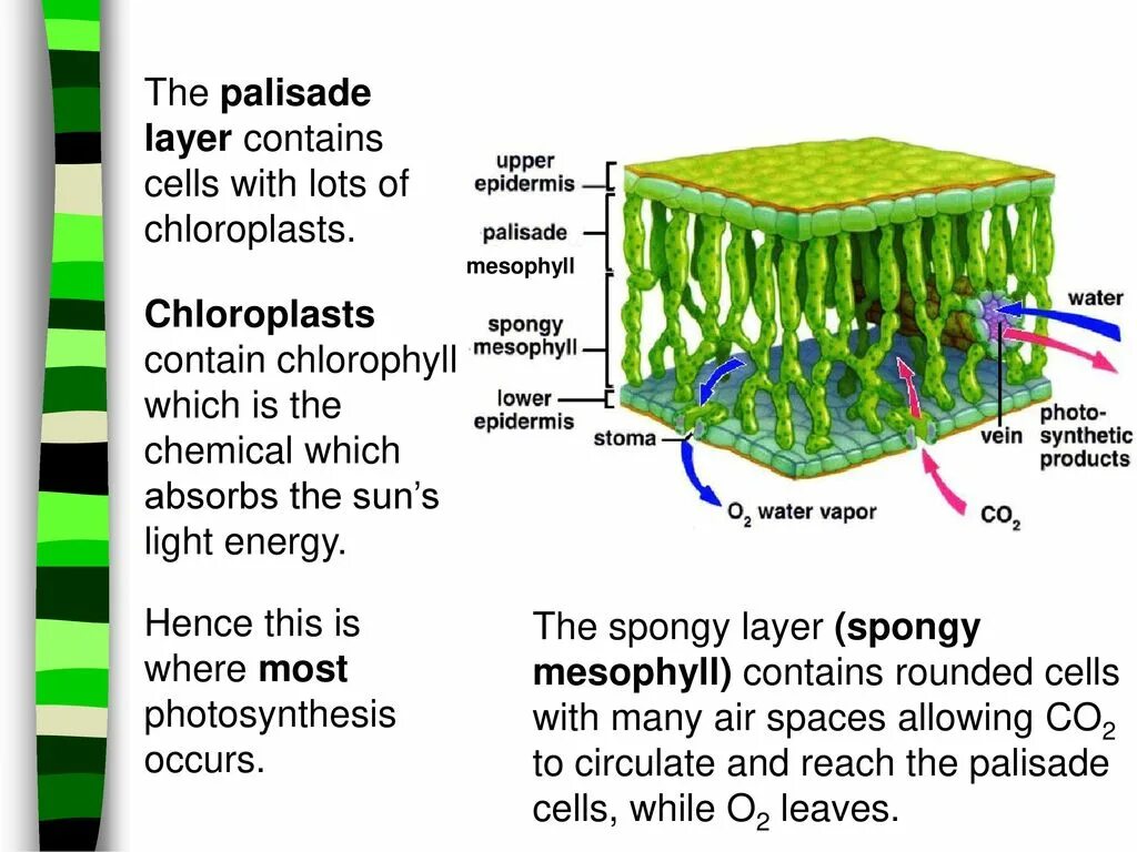 Cell contains. Хлорофилл в мембране. Palisade Cells. Palisade mesophyll Cells биология. Palisade layer.