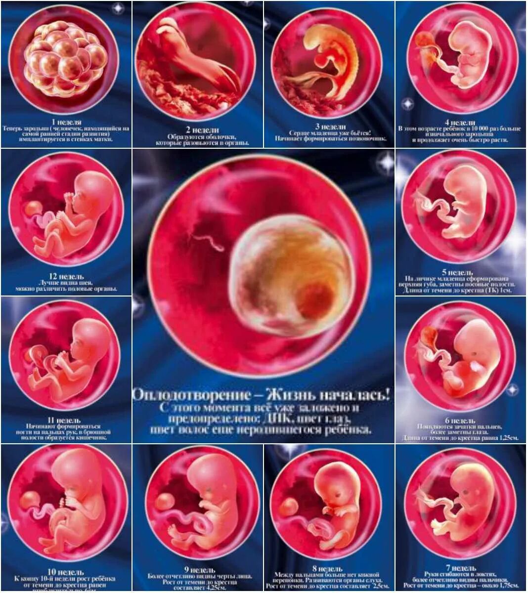 Первый триместр года. 2 Недели эмбриональной беременности. Эмбрион 1-2 недели беременности. Эмбрион по неделям. Эмбрион первый триместр.