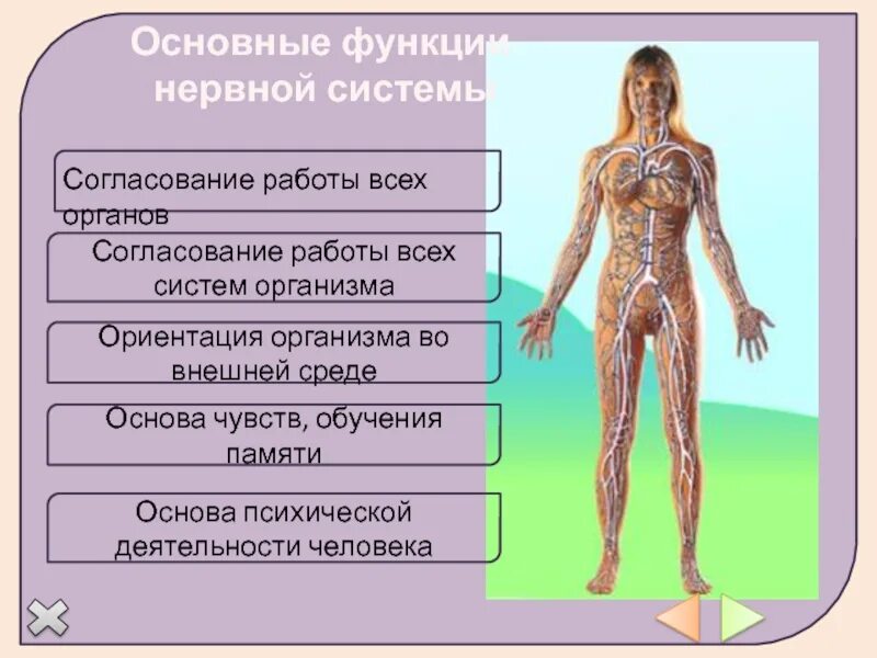 Факты систем органов человека. Функции нервной системы. Нервная система органы и функции. Основные функции нервной системы человека. Основные функции органов нервной системы.