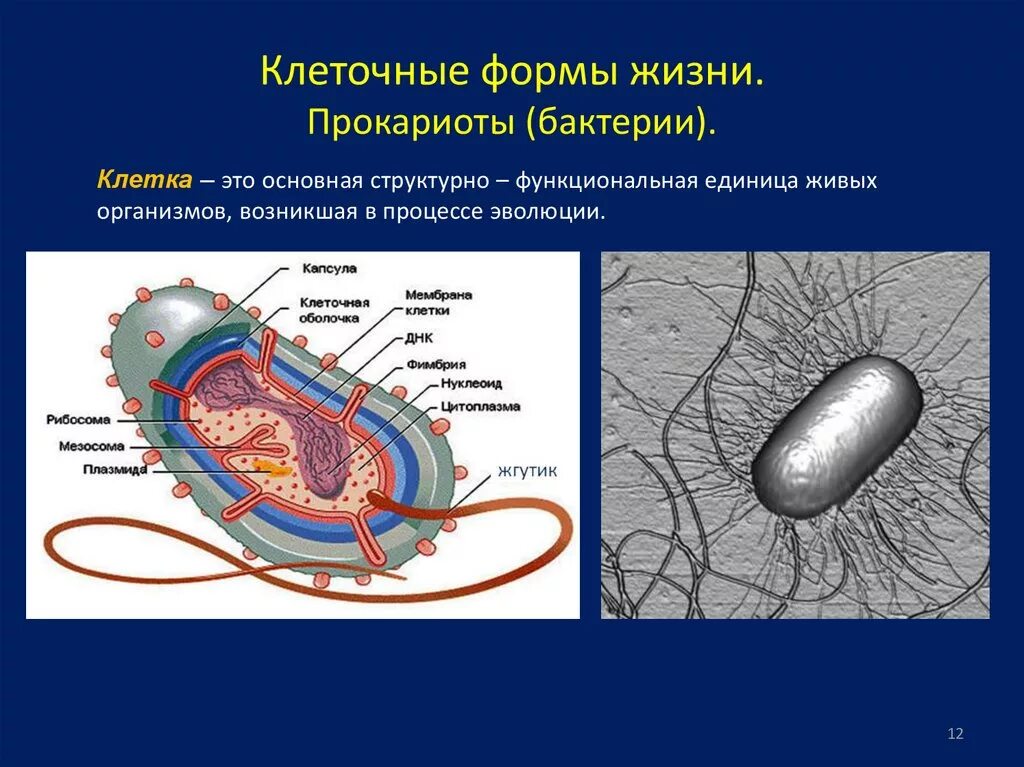 Форма жизни бактерий. Клеточные формы жизни бактерии. Форма прокариотической клетки. Нуклеоид Прокариотическая клетка.