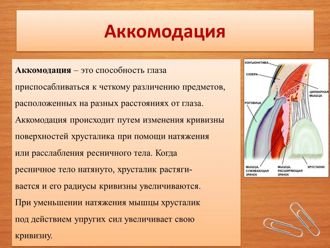 В аккомодации участвуют. Аккомодация. Аккомодация глаза. Способность к аккомодации. Аккомодация глаза человека.