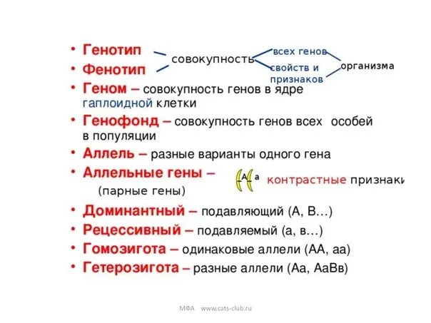 Генотип организма определяется. Аллельные гены. Генотип и фенотип аллельные гены. Генотип аллельные гены. Генотип фенотип аллель.