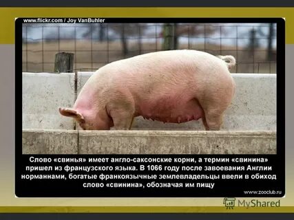 Свинка факты
