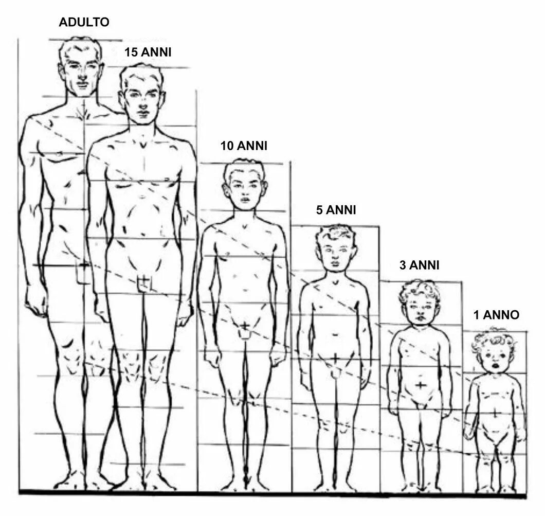 Анатомия пропорции тела и Возраст человека. Пропорции тела мужчины схема. Пропорции тела мужчины рисунок. Схема пропорций тела ребенка. Возрастные изменения роста