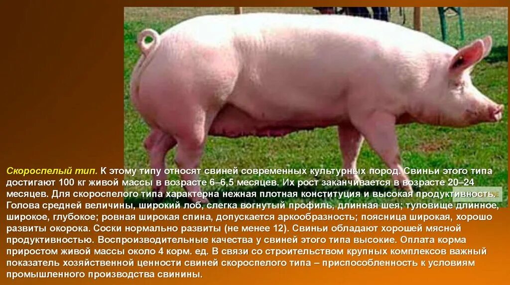 Продуктивность свиноматки. Таблица опороса свиноматок. Переваримость питательных веществ. Продуктивность свиноматки. Продуктивность свиноматки.