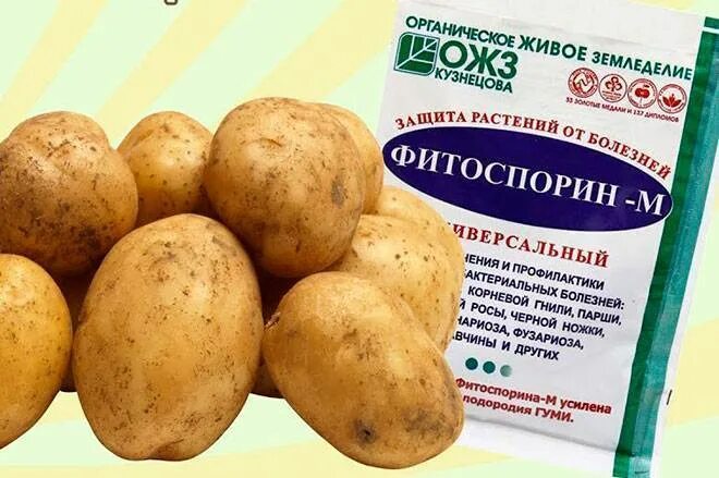 Как обработать картофель фитоспорином. Предпосадочная обработка картофеля. препараты для обработки клубней картофеля перед посадкой. фитоспорин для картофеля. обработка клубней картофеля фитоспорином.