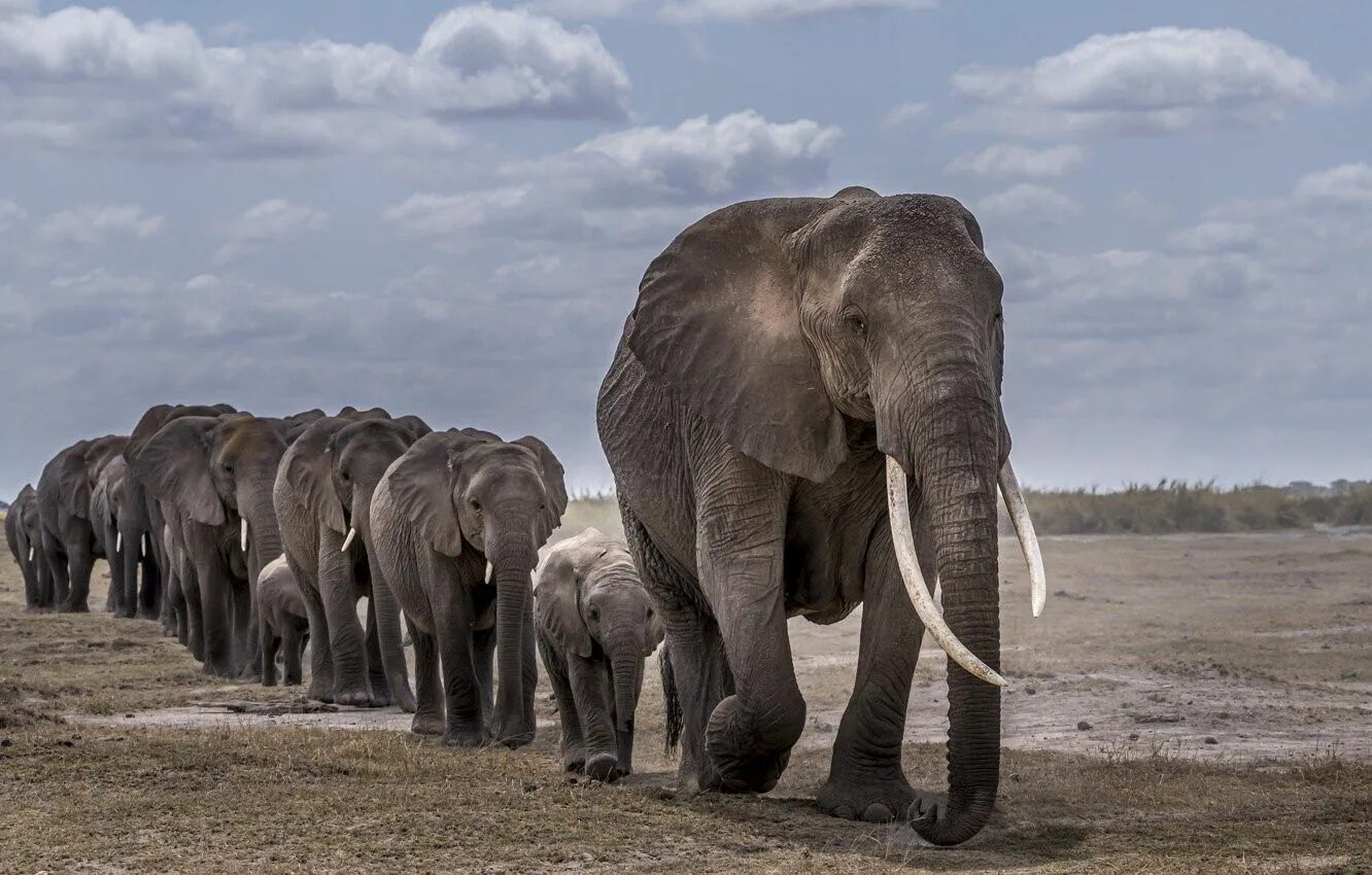 Африканский саванский слон. Африканский слон слон. Mammuthus sungari. Саванный слон рекорд Гиннесса. Огромный редкость