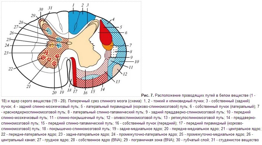 Местоположение проводящий. Топография проводящих путей. Пограничная зона белого вещества спинного мозга. Локализация проводящих путей в белом веществе спинного мозга. Топография белого вещества.