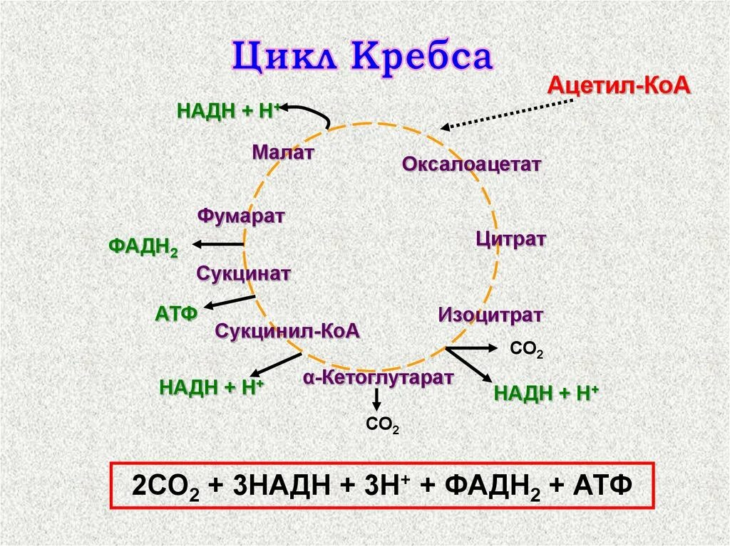 2 моль атф. Цикл Кребса АТФ. Ацетил КОА цикл Кребса АТФ. Сукцинат фумарат АТФ. Ацетил КОА И сукцинил КОА.