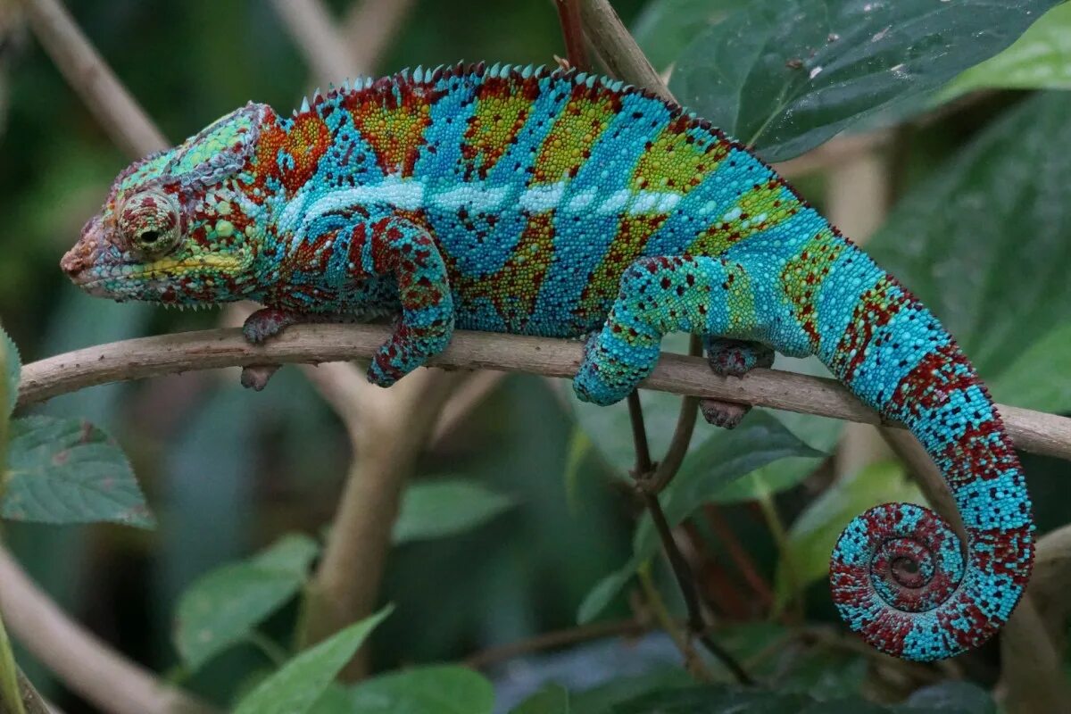 Chameleon перевод. Пантеровый хамелеон. Сенегальский хамелеон. Пантерный хамелеон пантеровый. Рептилии пантеровый хамелеон.