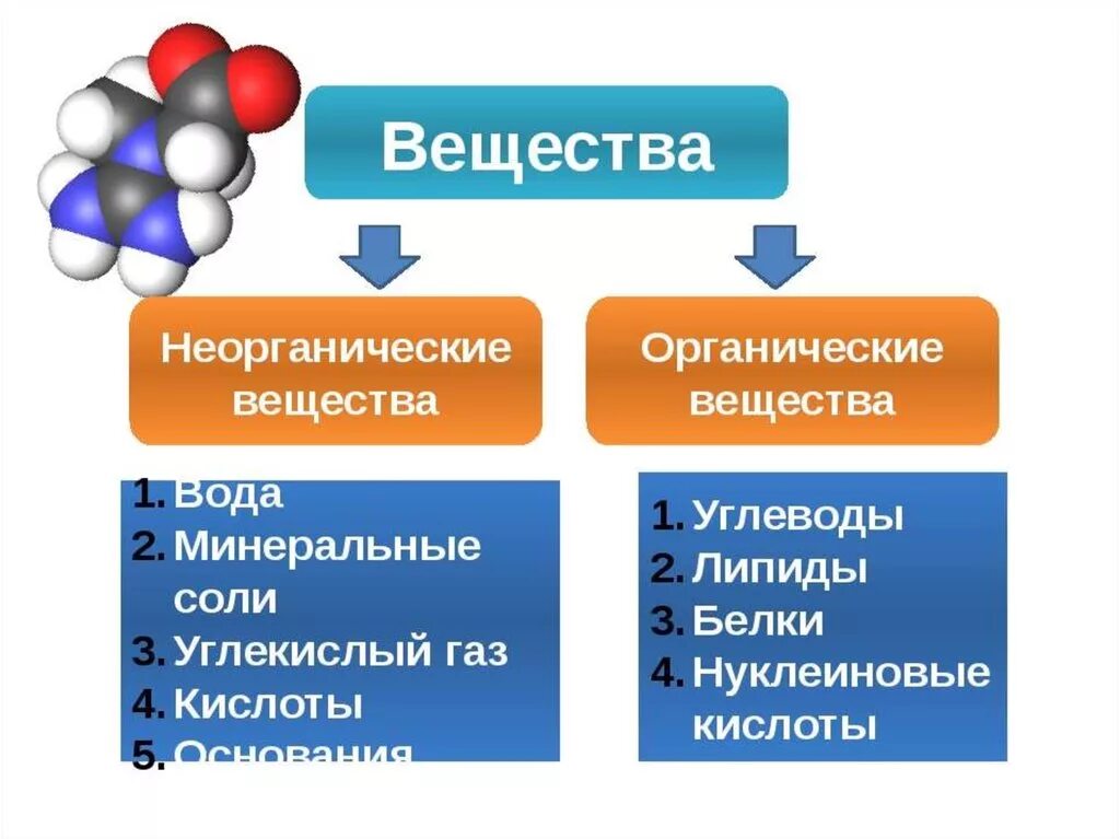 Кроме воды к неорганическим веществам относятся. Органические вещества и неорганические вещества. Органические вещества и неорганические вещества биология 6 класс. Какие вещества относятся к органическим. К органическим веществам относятся.