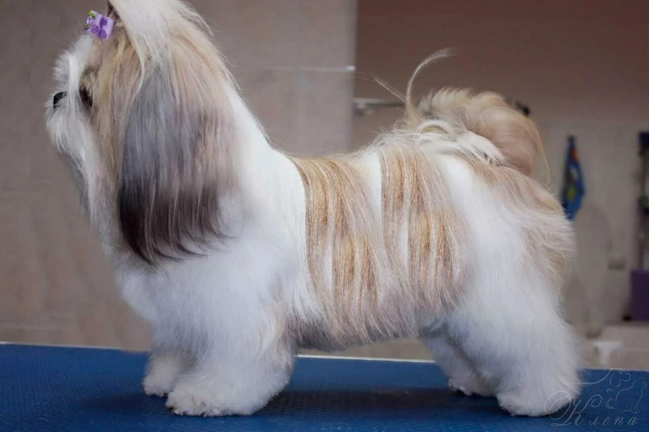 Ши тцу стриженный. Как подстричь ши тцу. Как подстричь ши тцу. Ши тцу стрижки. Как подстричь ши тцу.