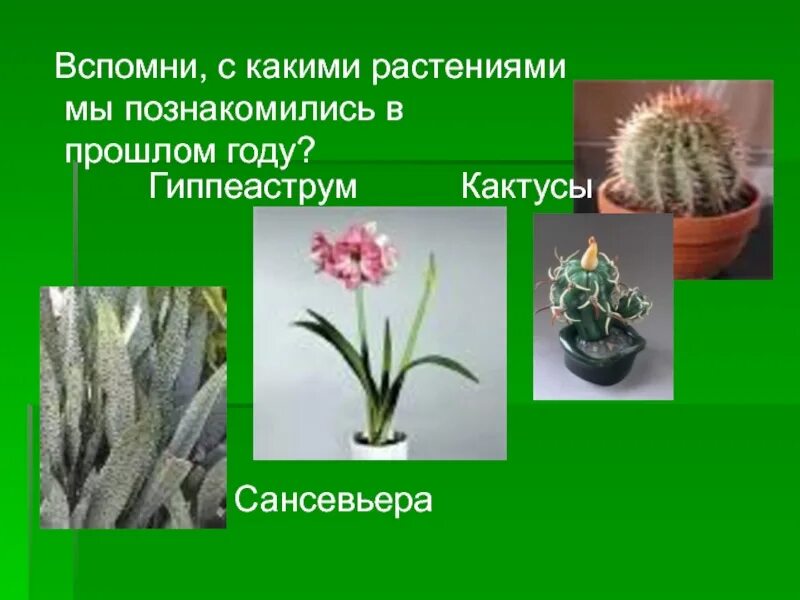 Как выглядит калла сансевьера гиппеаструм. Калла сансевьера гиппеаструм. комнатные растения сансевьера и гиппеаструм. цветы сансевьера , гиппеаструм. сансевьера гиппеаструм кактус.