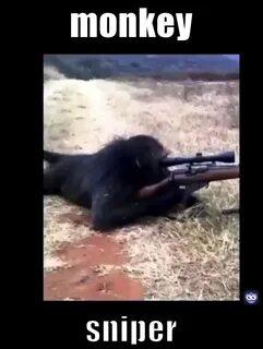 Обезьяна автомат видео