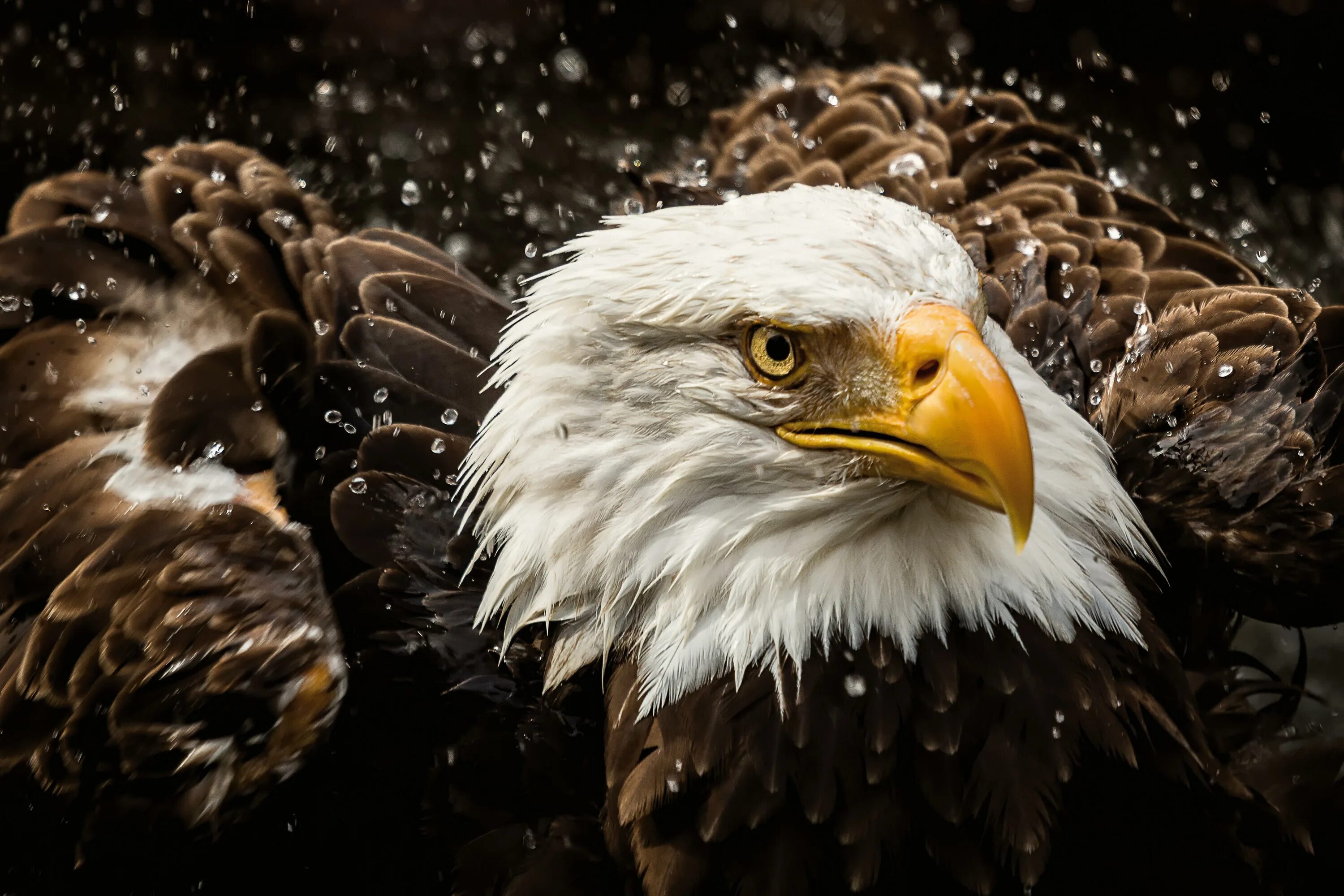 National Geographic. Белоголовый Орлан. Зоркий Орел. Взгляд орла. Орлы National Geographic