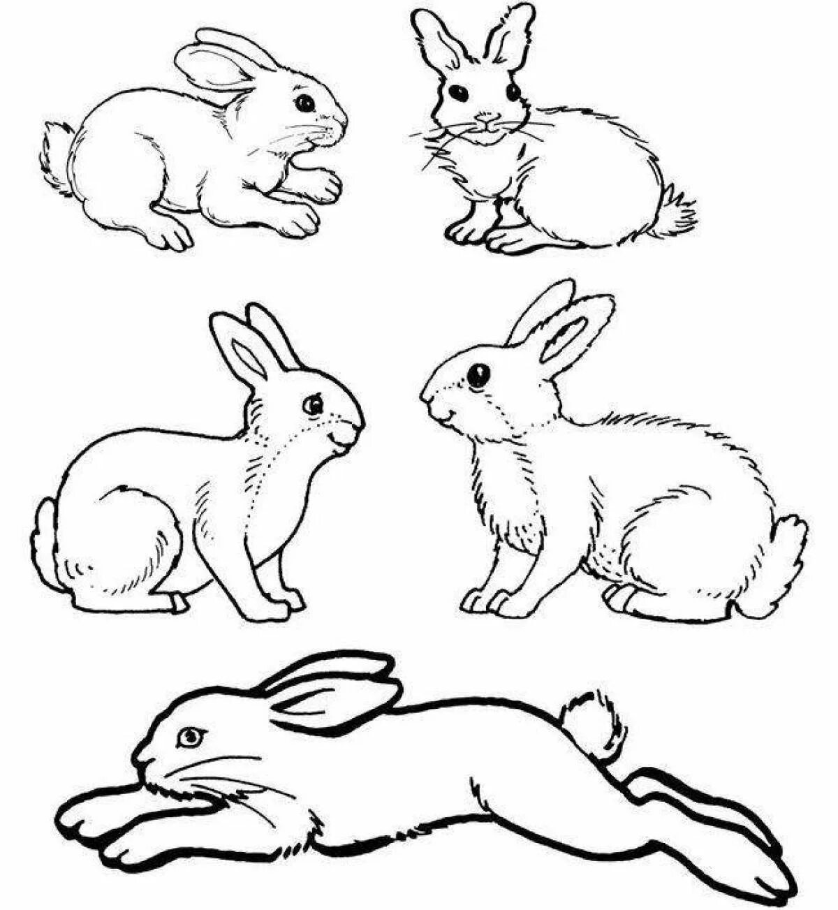 Раскраска группы животных. Заяц рисунок. Заяц раскраска. Кролик раскраска. Заяц рисунок для детей карандашом.