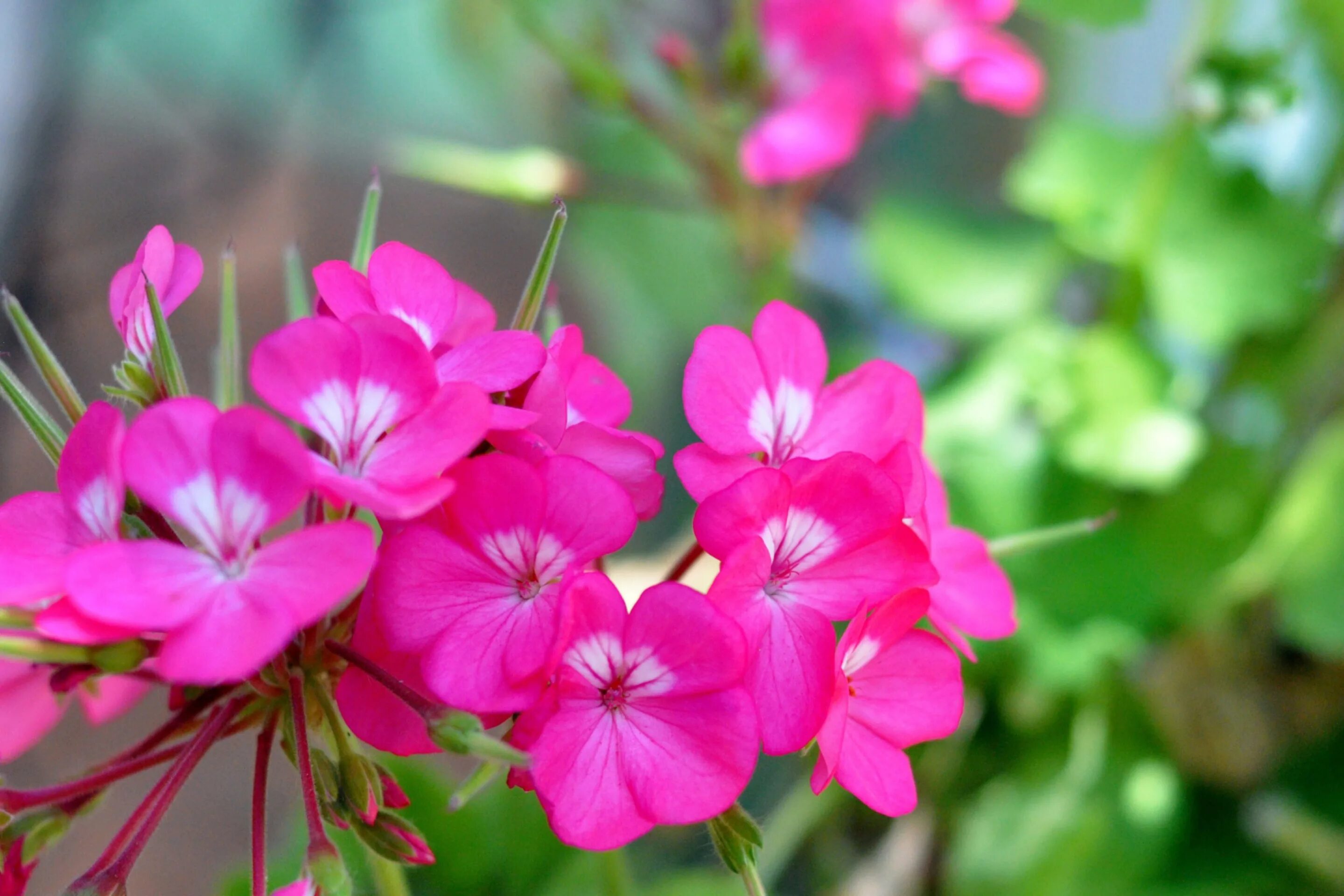 Герань таблетки. Герань клубневая. Пеларгония остролистная. Pelargonium Roseum. Герань пеларгония розовая.