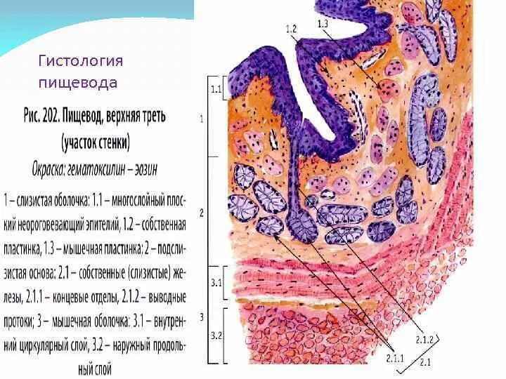 Клетки пищевода. Поперечный разрез пищевода гистология. Поперечный срез пищевода гистология препарат. Препарат пищевод поперечный срез. Строение стенки пищевода гистология.