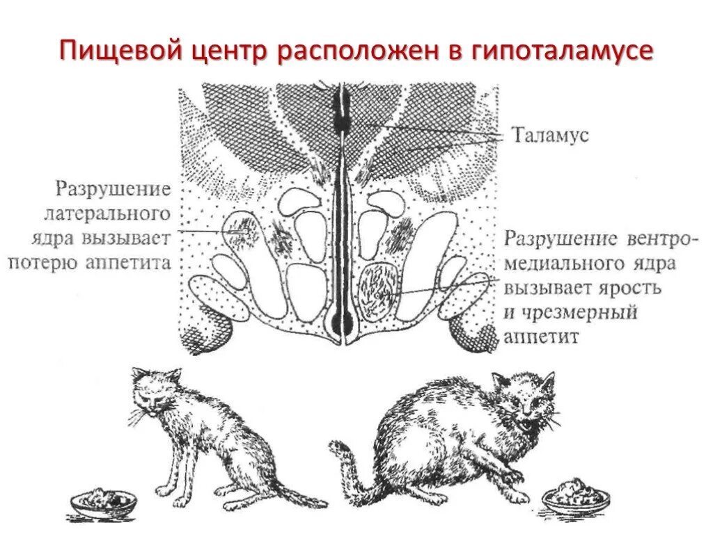 Центр голода находится в каком мозге. Пищевой центр строение. пищевой центр. пищевой центр располагается в. функции пищевого центра.