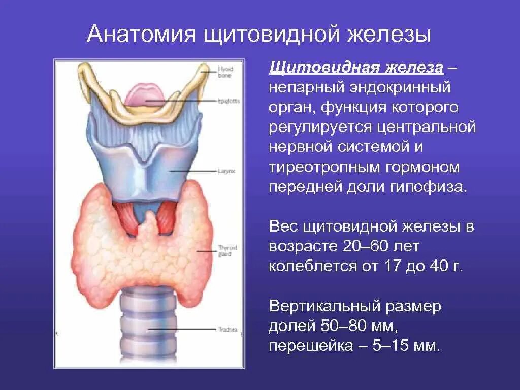 Щитовидная железа анатомия человека. Анатомические части щитовидной железы:. Пирамидальный отросток щитовидной железы. Щитовидная железа топография масса строение.