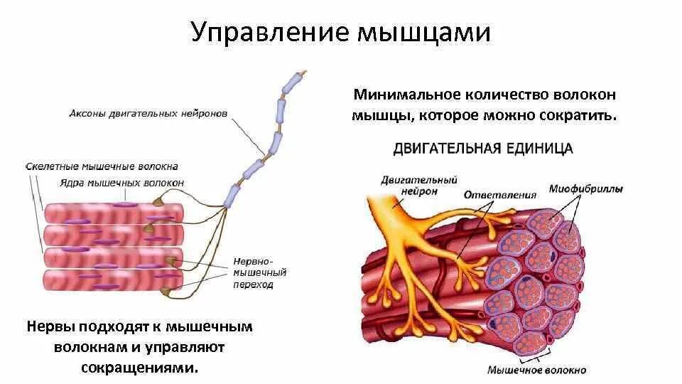 Мембрана мышечного волокна. Иннервация мышечных волокон. Двигательная единица мышечного волокна. Структура скелетной мышцы. Схема строения мышечного волокна.