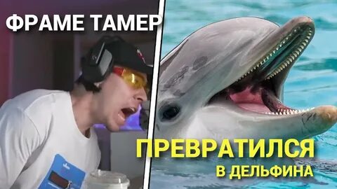 Ellen decided to become a dolphin keeper