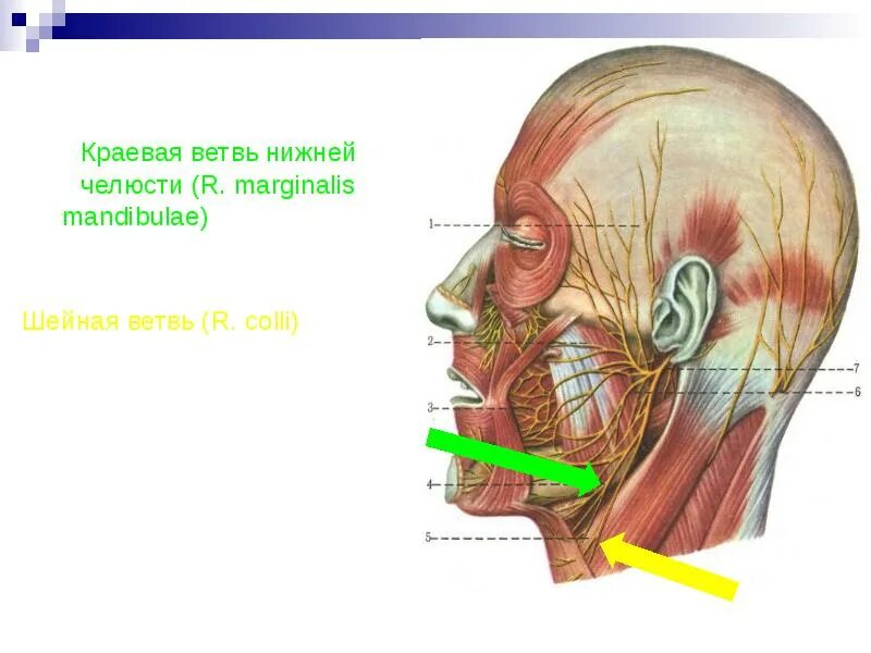 Краевая ветвь нижней челюсти. Лицевой нерв нижней челюсти. Краевая ветвь лицевого нерва. Неврит лицевого нерва презентация. Лицевой нерв челюсти