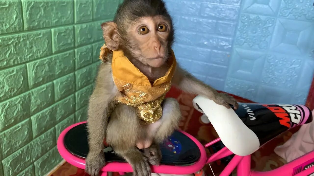 Обезьянка Bibi. Monkey Bibi где живет. Monkey Bibi фото. Обезьянка bibi из вьетнама