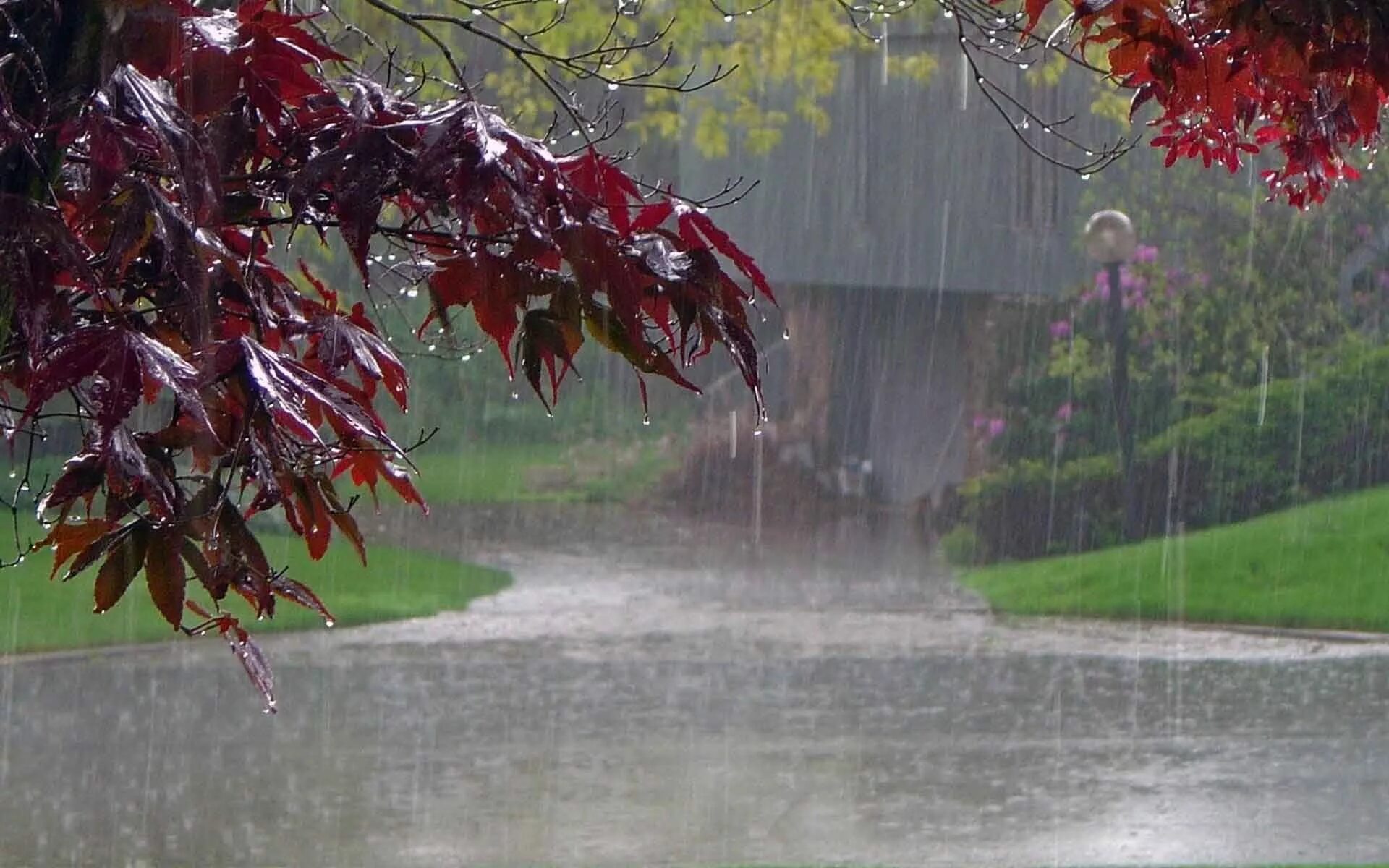 Осень дождь. Дождливая природа. Дождь фото. Природа дождь. Дождь ис