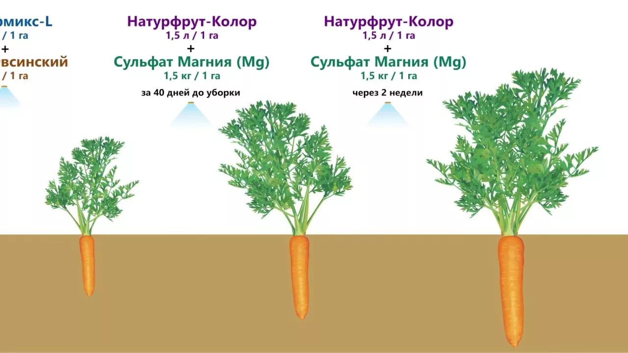 Морковь группа растений. Схема подкормки моркови таблица. Схема роста моркови. Фазы роста моркови. Возделывание моркови.