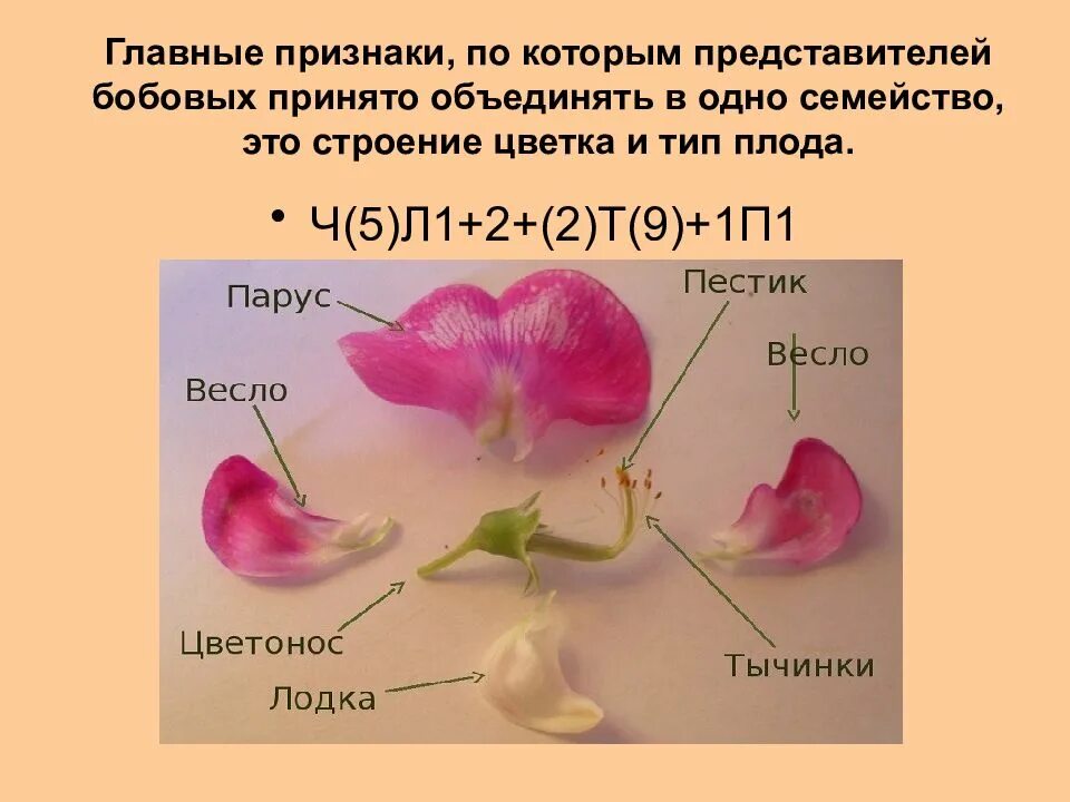 Формула бобовых растений 7 класс. Формула растений семейства бобовых. семейство пасленовые строение плода. семейство бобовые строение. строение цветка бобовых формула.