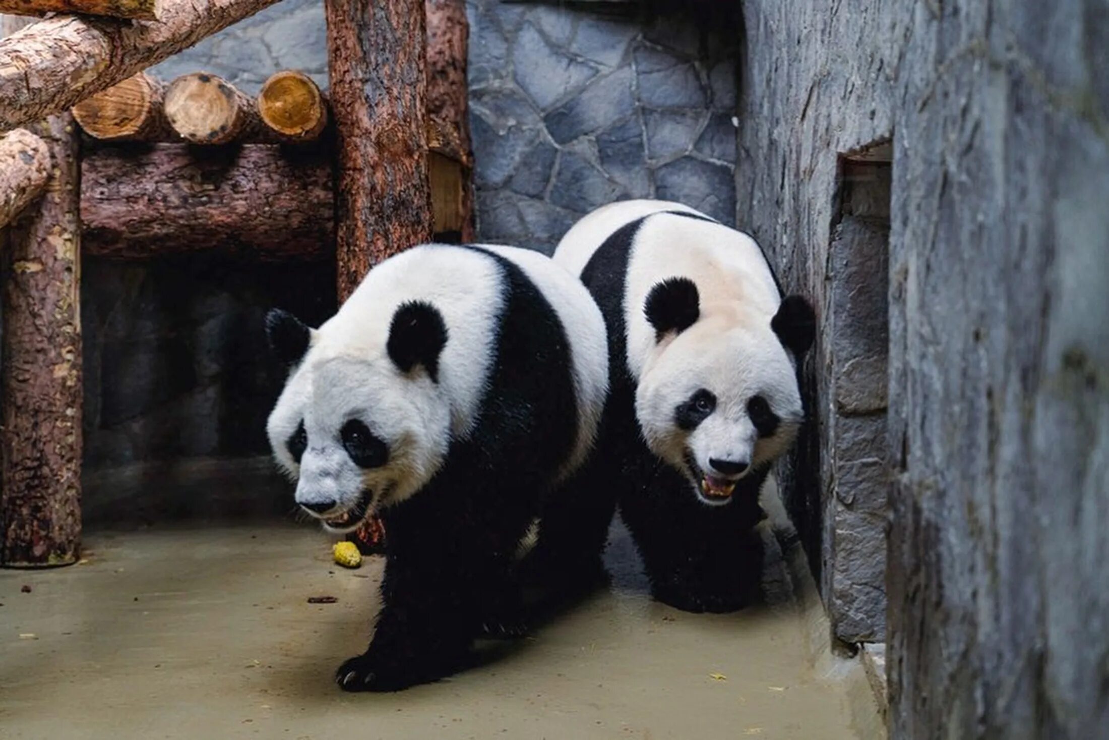 Московская панда с детенышем. Панда жуи в Московском зоопарке. Зоопарк Москва панды жуи. Жуи и Диндин в Московском зоопарке. Панды жуи и Диндин.