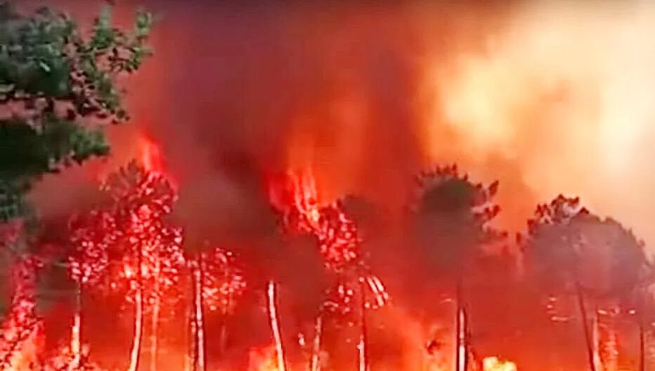 Летом будет аномальная жара. Пожар в лесу. Сгоревший лес. Пожары в Европе. Пожар во Франции.