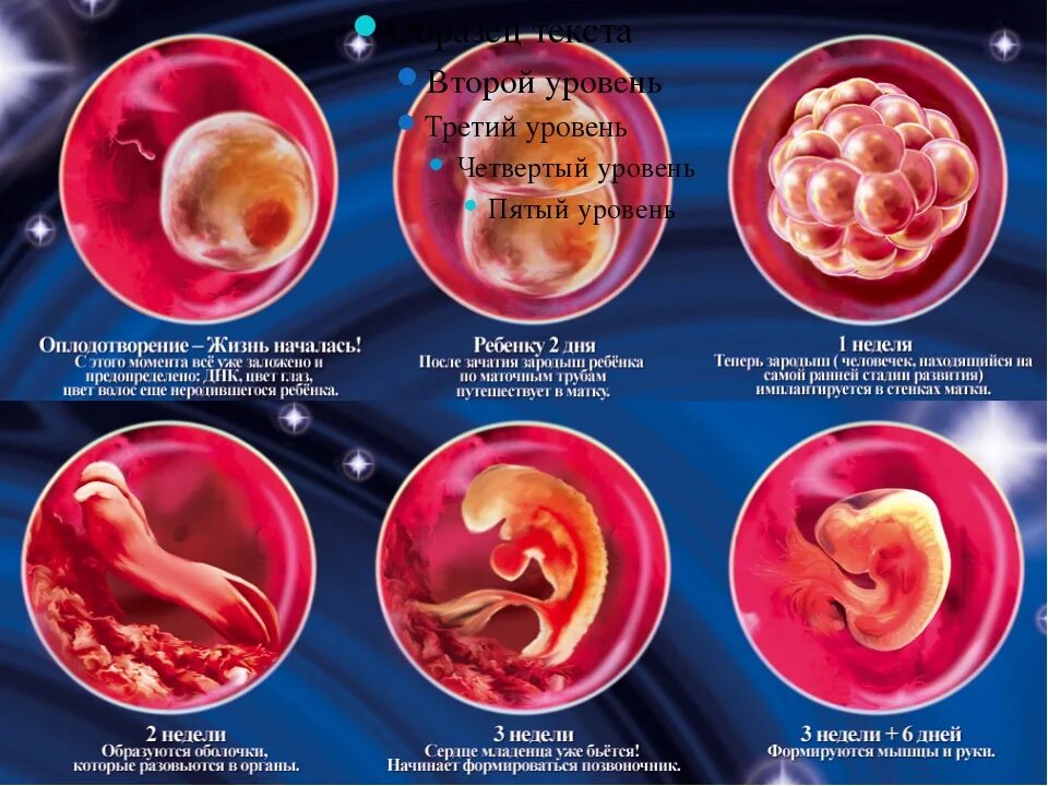 Эмбрион на какой неделе. Стадии развития ребенка по неделям. Формирование зародыша по неделям. Формирование плода по дням. Плод по неделям беременности.
