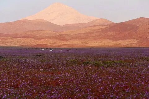 Пустыня атакама это