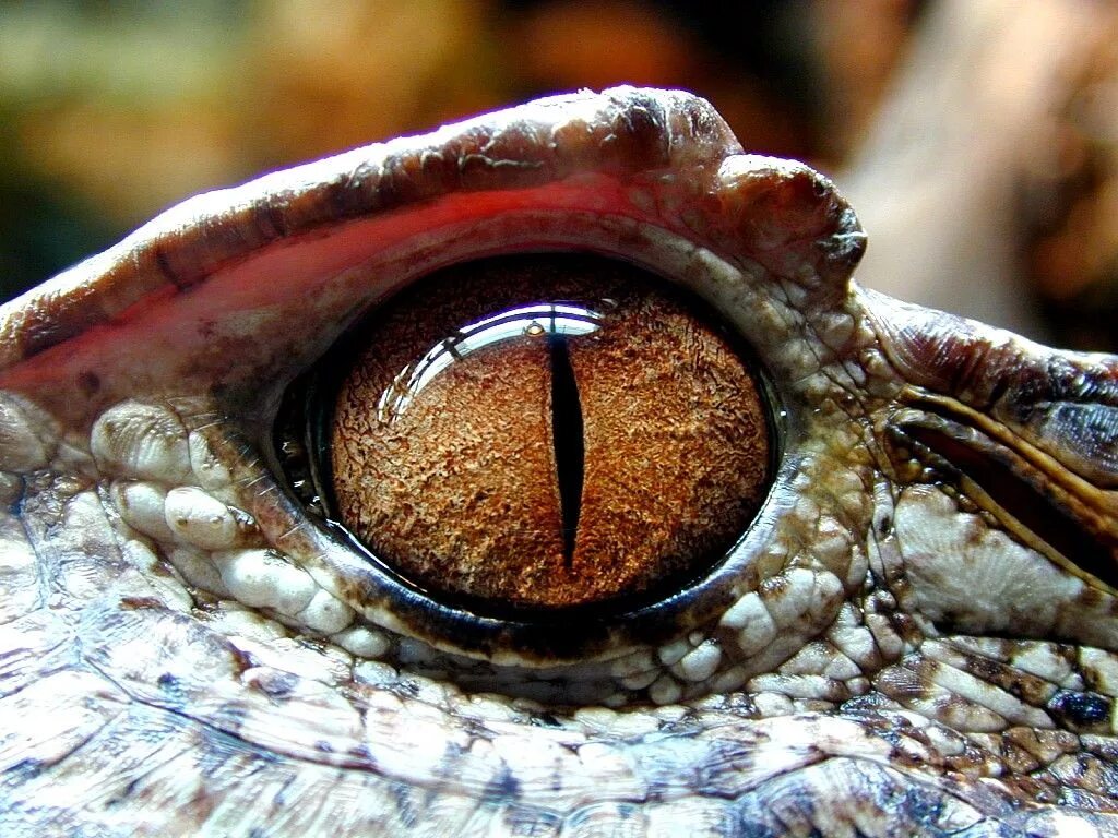 Век у ящерицы. Глаз крокодила. Глаз ящерицы. Глаз рептилии. Зрачок крокодила.