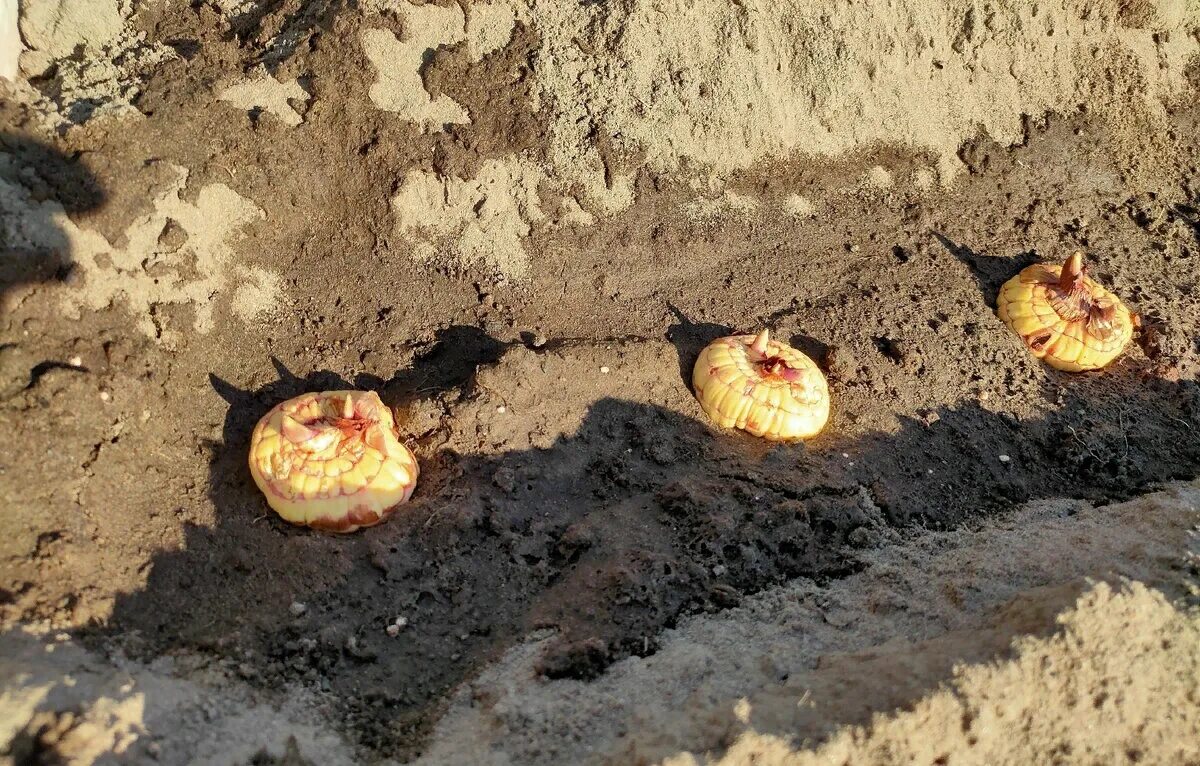 Высадка гладиолусов весной. Гладиолусы посадка в открытый грунт весной. Гладиолусы посадка весной. Посадка луковиц гладиолусов в грунт. Высадка луковиц гладиолусов в открытый грунт весной.