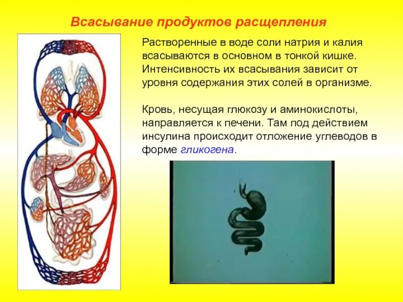 В тонкой кишке происходит всасывание воды. Всасывание продуктов расщепления. Всасывание воды в организме. Всасывание продуктов расщепления происходит в. Где расщепляется вода в организме.